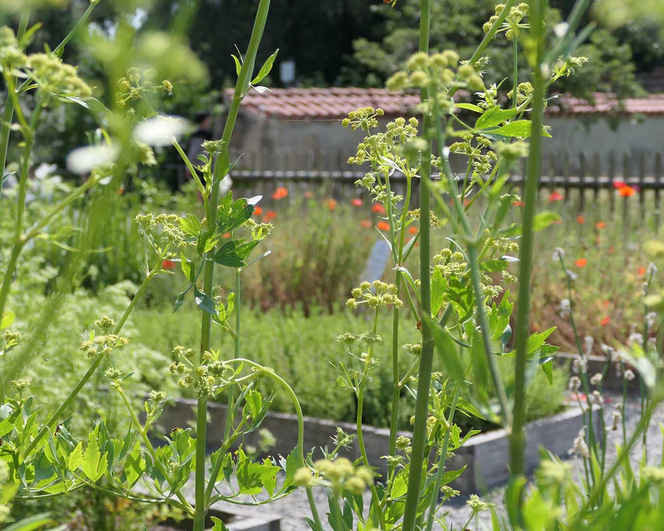 Liebstöckel in Walahfried Strabos Kräutergarten im Klostergarten zu Reichenau.