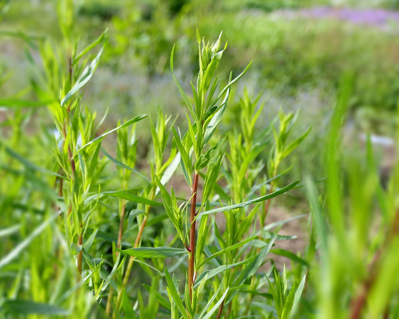 Estragon – der Schmale mit den würzigen Blättchen