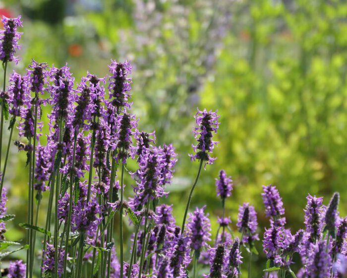 Betonie oder Ziest galt lange Zeiten als Heil- oder auch Zauberplfanze.