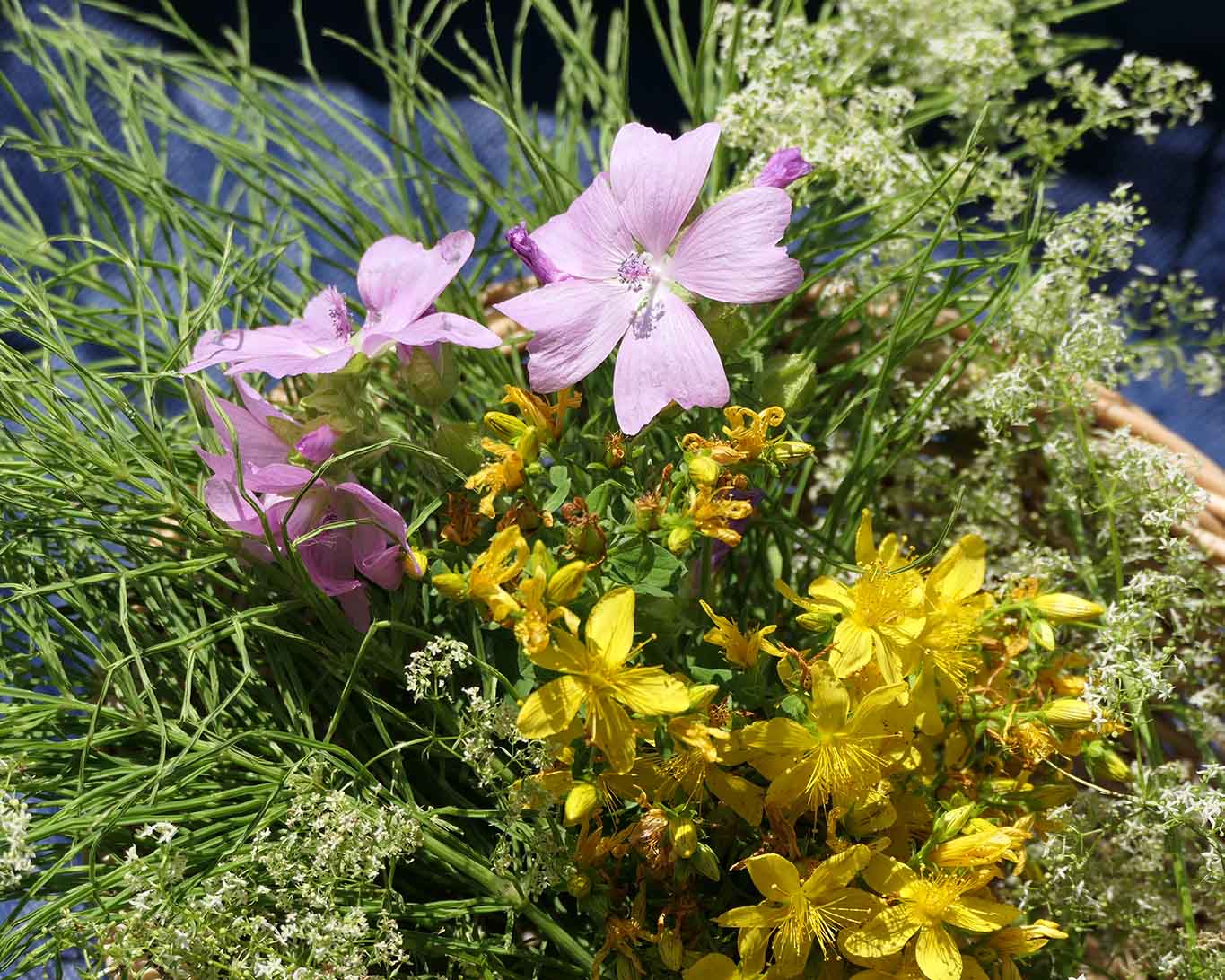 Kräutersammelkorb Juli mit Schachtelhalm, Malve, Labkraut und Johanniskraut