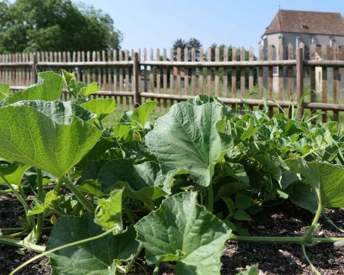 Strabo beschrieb in seinem Gartenbuch die Melona als Frucht des Klostergartens.