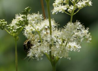 Zarten Blüten reihen sich zu einem filigranen Meisterstück der Natur im Mädesüss