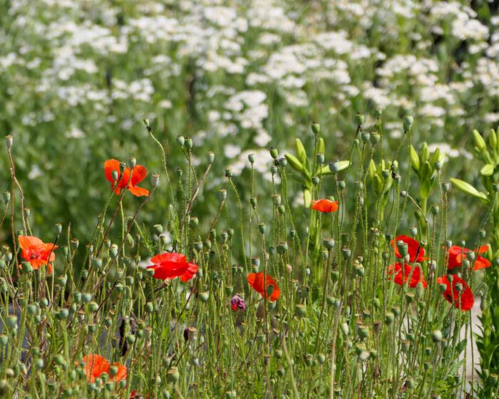 Eigentlich meinte Strabo in seinem Gartenbuch den Schlafmohn. Hier haben wir den Feldmohn.