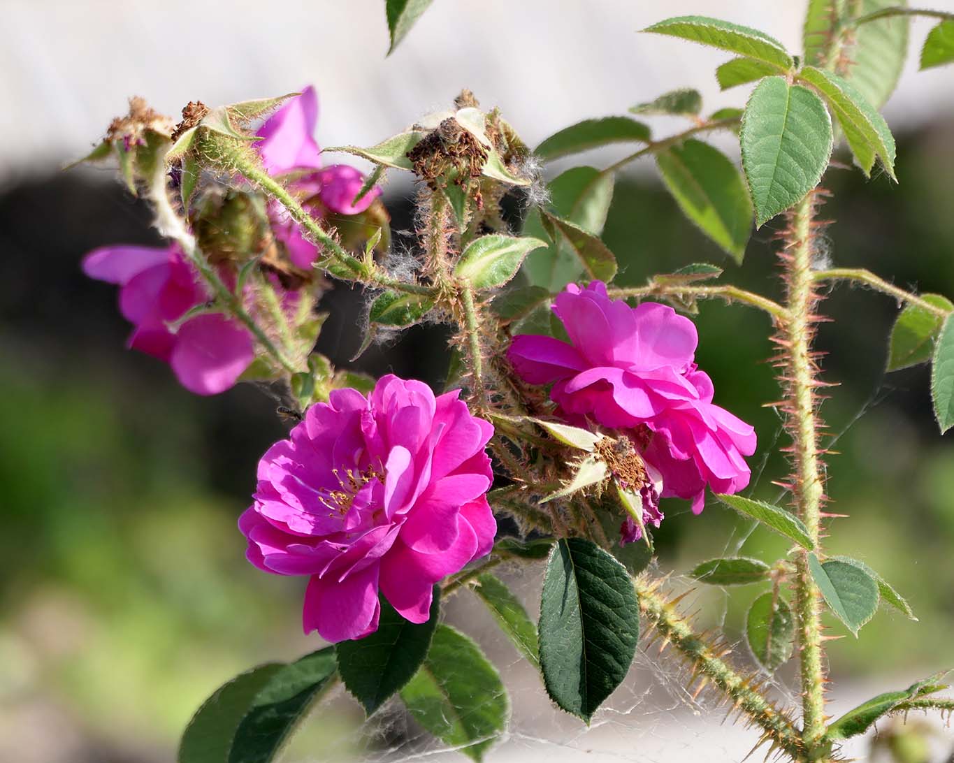 Rosen dürfen in keinem Klostergarten fehlen. Das befand Walahfried Strabo ebenso.