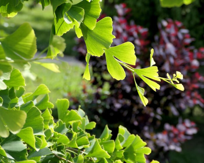 Ein schöner Ginkgobaum im Klostergarten Elchingen bei Ulm.