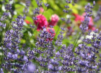 Zart erblühender Lavendel in der Junisonne