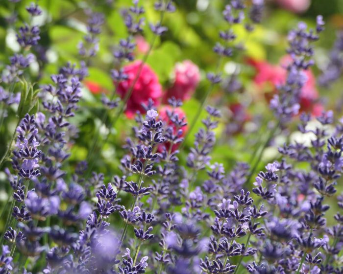 Zart erblühender Lavendel in der Junisonne