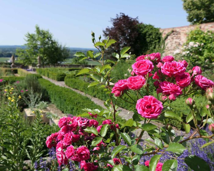 Die Rosen verströmen ihren Duft im Rosengarten