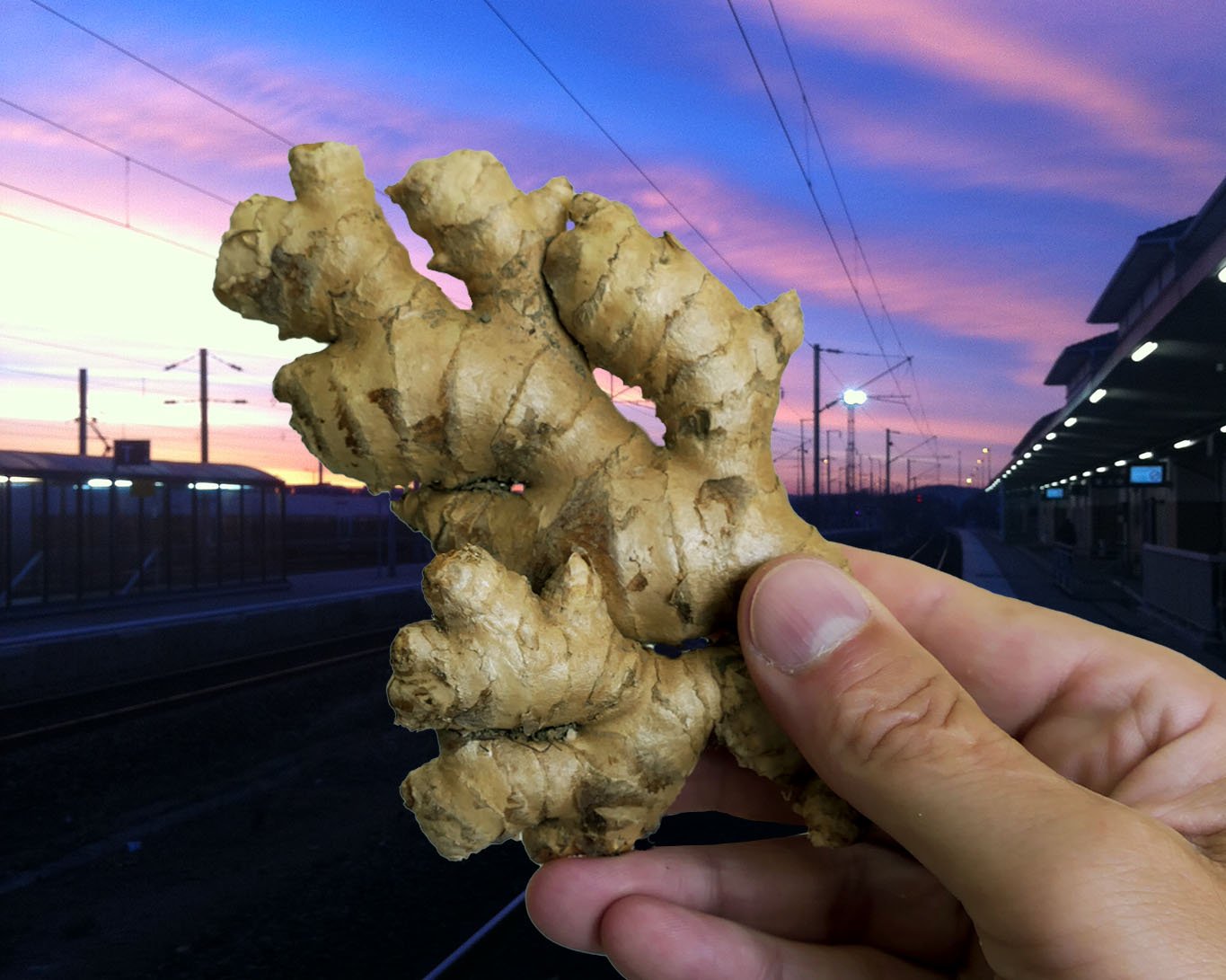 Ingwer ist die Arzneipflanze des Jahres 2026. Wem bereits jetzt übel ist, der sollte sich dieses Jahr auf einiges gefasst machen!