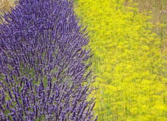 Farbliche Komposition von Lavendel und Anis in den Gärten von Salagon.