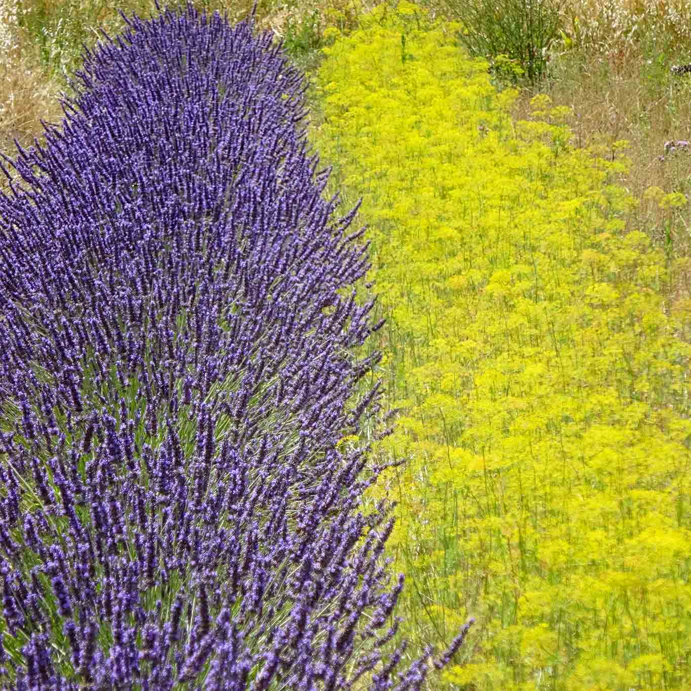 Farbliche Komposition von Lavendel und Anis in den Gärten von Salagon.