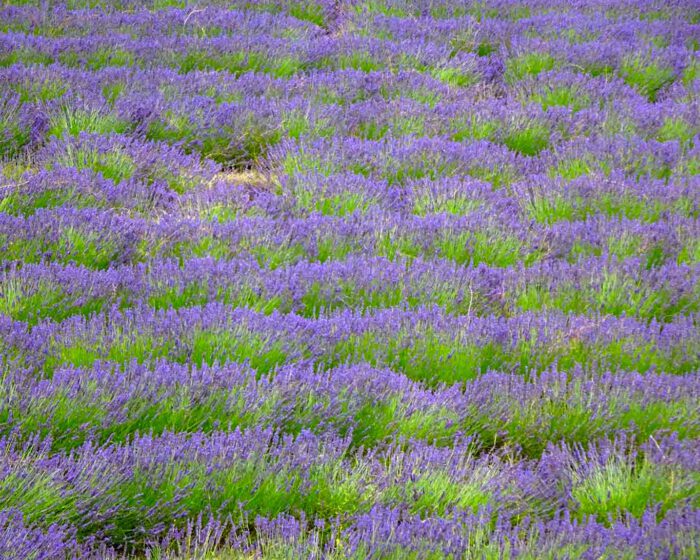 Wellenförmige Reihen blühenden Lavendels in den Gärten der Zisterzenserabtei Senanque.