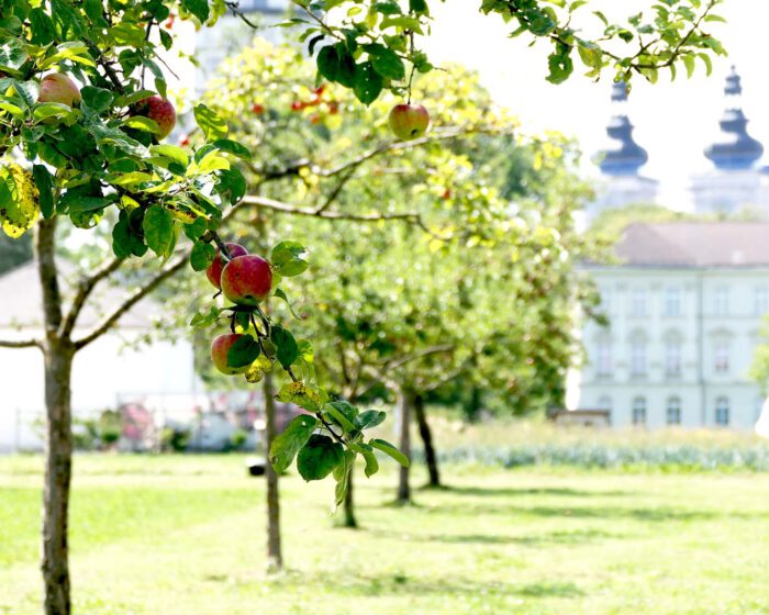 Apfelbäume auf den Streuobstwiesen