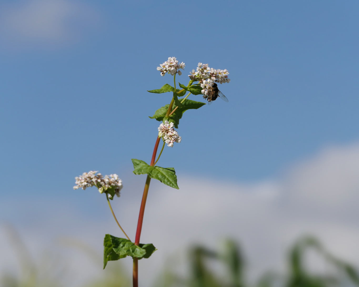 Buchweizenkraut enthält den Wirkstoff Rutin, der als Ödemprotektiva bekannt ist.
