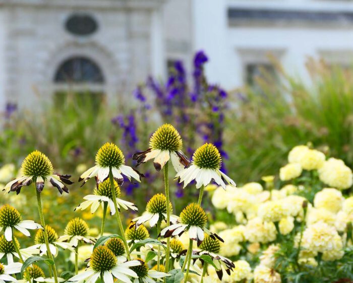 Weisse Echinaceen vor dem Gartenpavillon