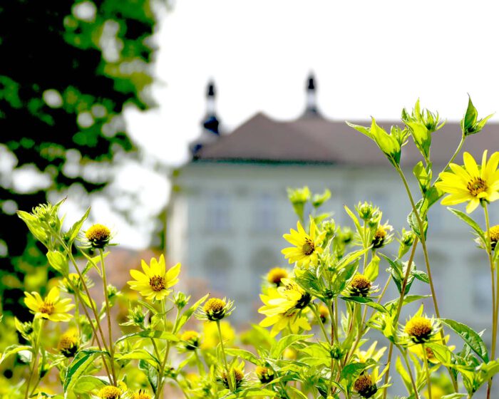 Topinambur vor dem Stiftsgymnasium