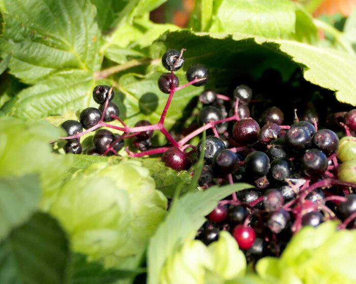 Holunderbeeren sind das begehrte Sammelgut im Herbst.