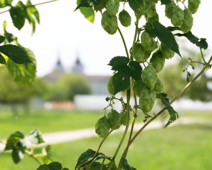 Hopfenzapfen hinterm Hofgarten