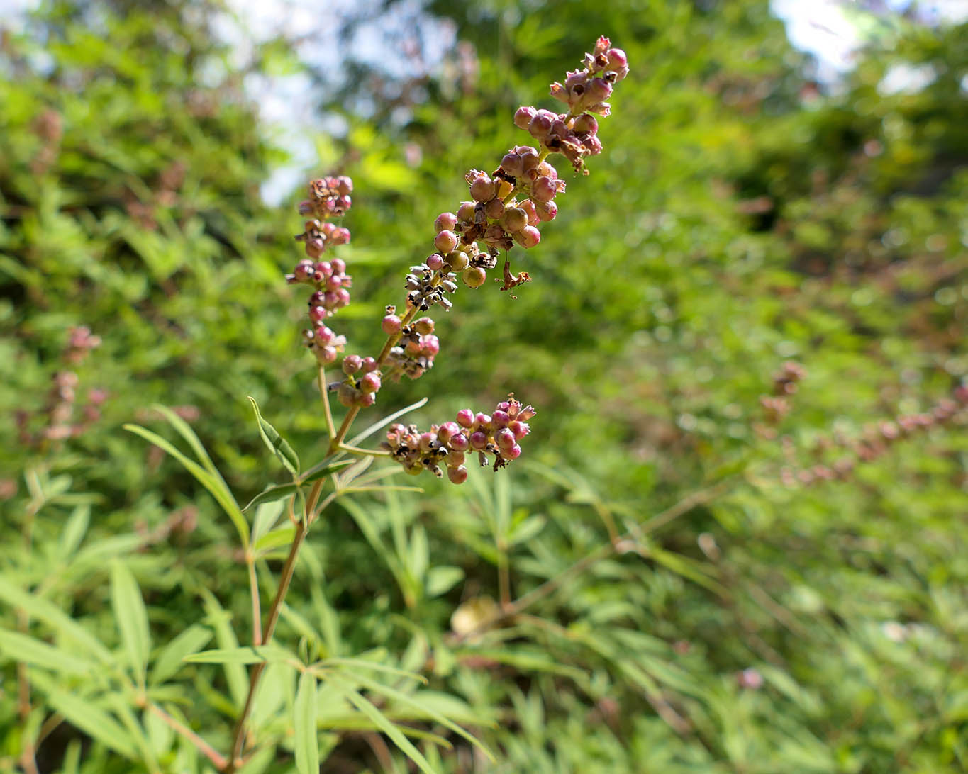 Mönchspfefferfrüchte (Vitex agnus-castus fructus) sehen aus wie Pfefferkörner und schmecken leicht pfeffrig.