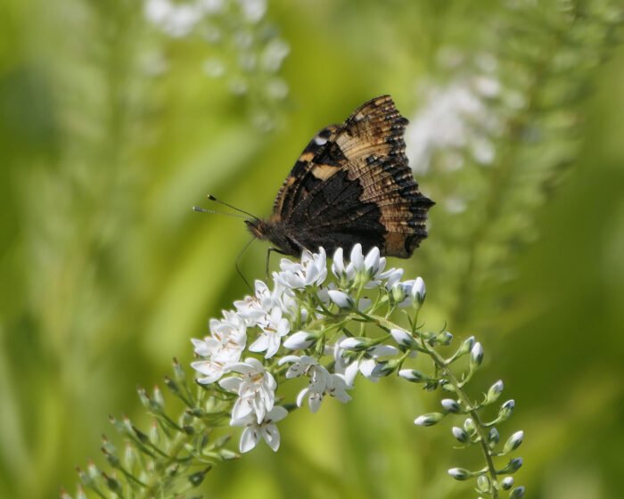 Mister Schmetterling auf Durchreise