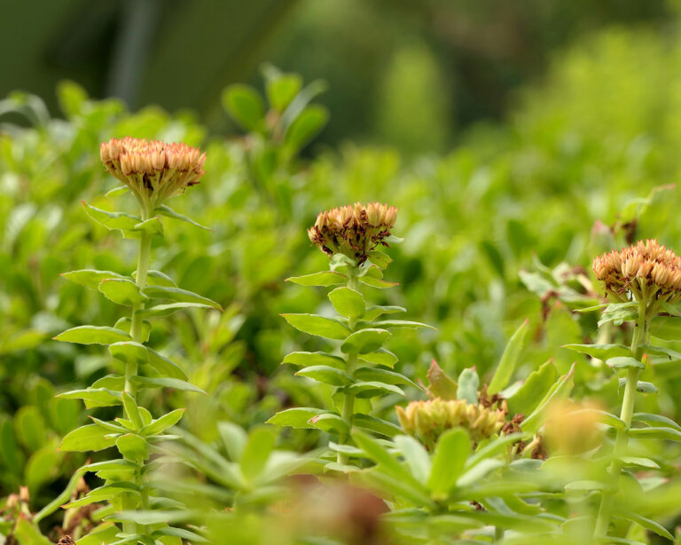 Rosenwurze sind adoptgene Pflanzen, die auf den menschlichen Organismus positiv wirken und nachgewiesen neue Kräfte wecken.