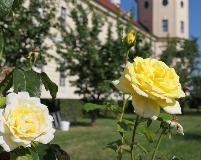 Gelbe Rosen im Konventgarten