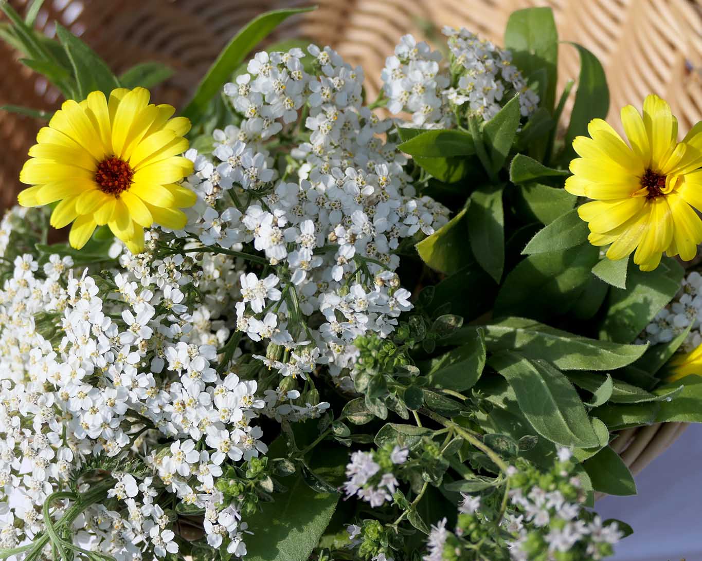 Im Kräutersammelkorb für den Monat August finden sich Ringelblume, Schafgarbe und Oregano.