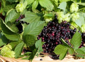 Im Kräuterkorb für den Monat September befinden sich Minze, Brombeerblätter, Hopfenzapfen und Holunderbeeren.