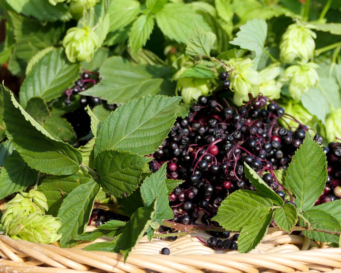 Im Kräuterkorb für den Monat September befinden sich Minze, Brombeerblätter, Hopfenzapfen und Holunderbeeren.