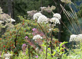 Waldengelwurz in Tirol auf einer Waldlichtung.