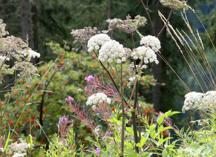 Waldengelwurz in Tirol auf einer Waldlichtung.