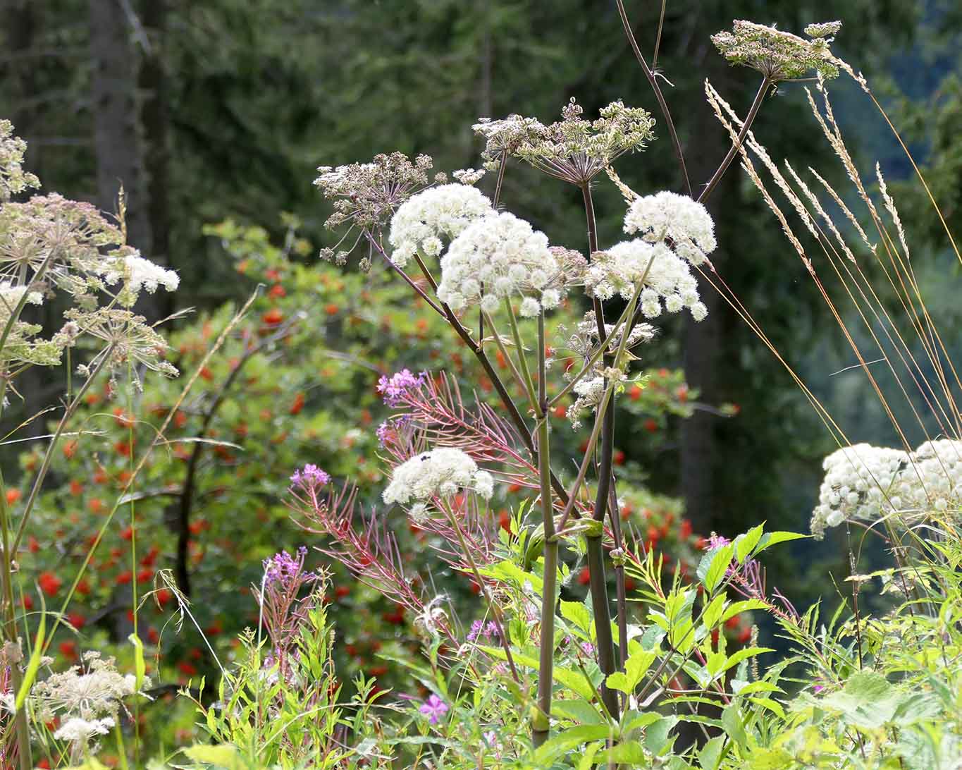 Waldengelwurz in Tirol auf einer Waldlichtung.