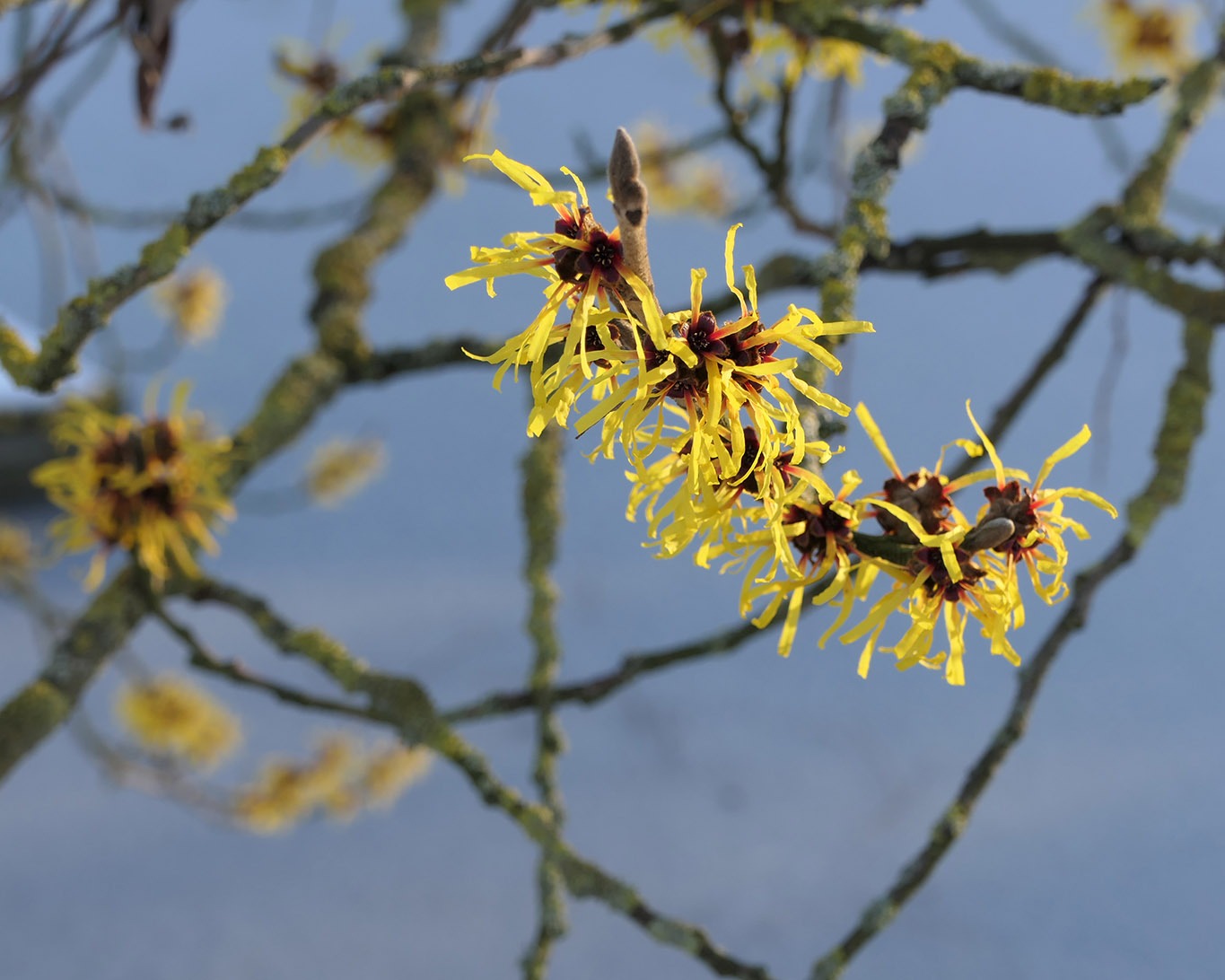 Extrakte der Zaubernuss oder auch hamamelis helfen bei seborrhoischen Beschwerden an der Haut.