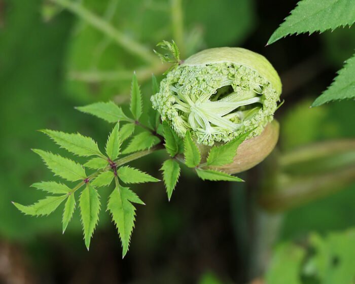 Fast mystisch enblättert sich die später prachtvolle Blüte des Wald-Engelwurzes.