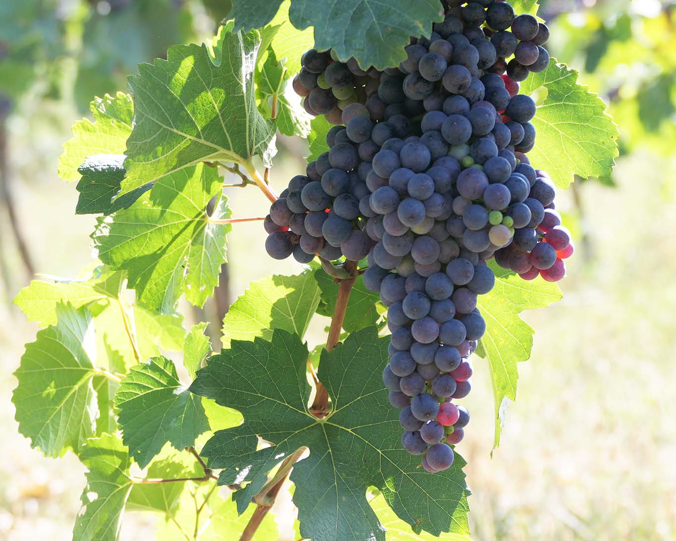 Aus den dunklen Trauben des Weinstocks wird der Rotwein gekeltert.