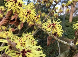 Hamamelis virginiana L. ein pflanzliches Heilmittel bei entzündlichen Hautbeschwerden.