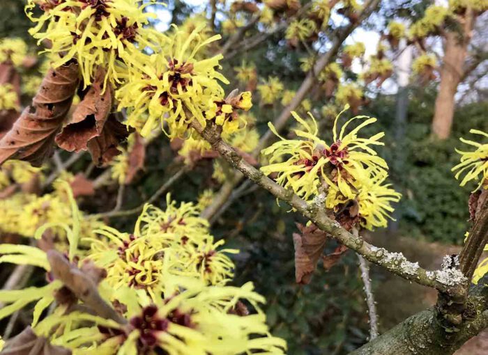 Hamamelis virginiana L. ein pflanzliches Heilmittel bei entzündlichen Hautbeschwerden.