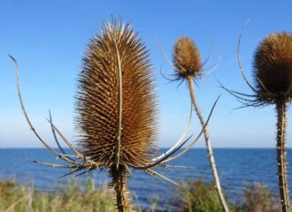 Wilde Karden zeigen im Herbst ihre zauberhaft anmutende Form und Gestalt.