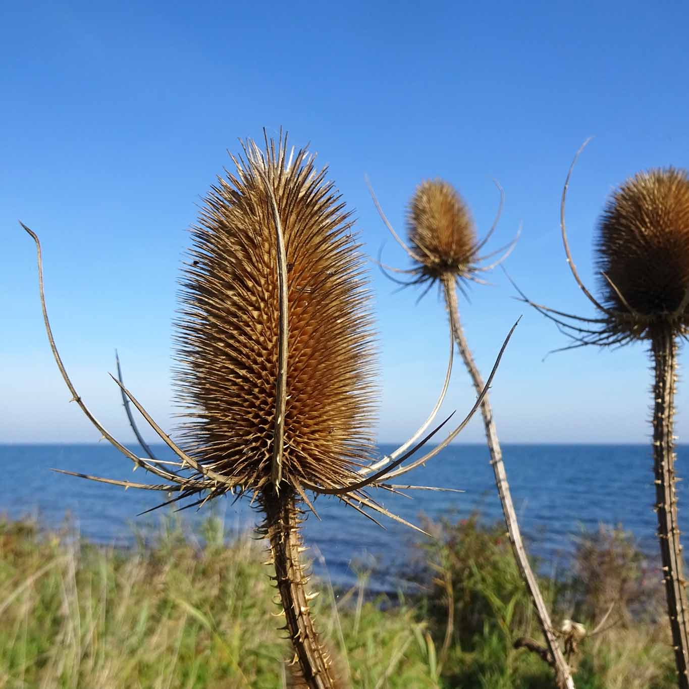 Wilde Karden zeigen im Herbst ihre zauberhaft anmutende Form und Gestalt.
