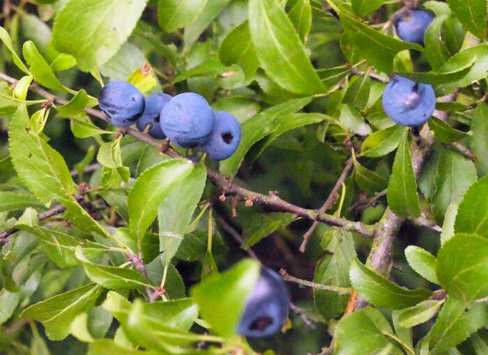 Die Früchte des Schlehdorns werden im Volksmund auch Sauerpflaume genannt. Immerhin sind Schlehe und Pflaume Mitglieder der selben Pflanzenfamilie, den Rosaen.