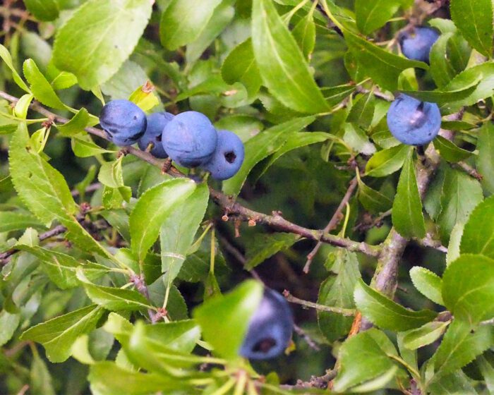 Die Früchte des Schlehdorns werden im Volksmund auch Sauerpflaume genannt. Immerhin sind Schlehe und Pflaume Mitglieder der selben Pflanzenfamilie, den Rosaen.