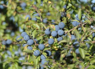 Sind Schlehen das neue Superfood. Das propagieren jedenfalls die medialen Aufreger dieser Tage.
