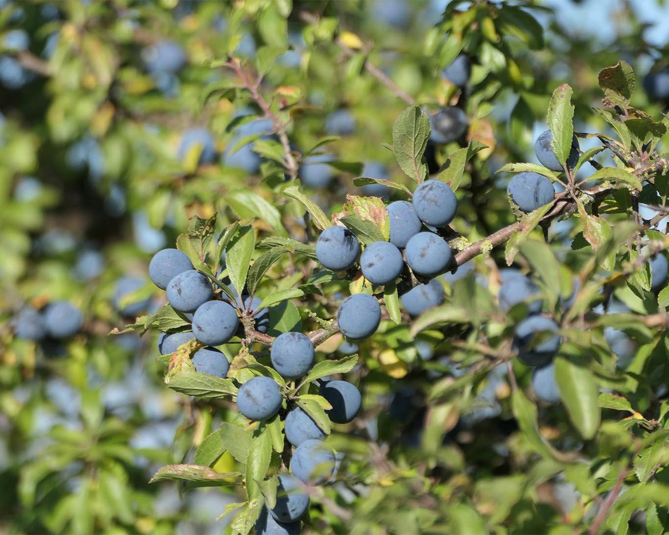 Schlehen, das neue Superfood?