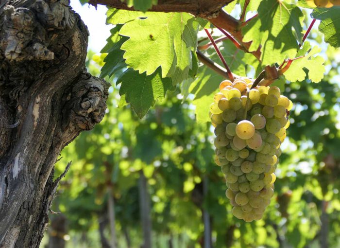 Schnapsidee oder Resultat eines weinseligen Abends: die Wahl des Weinstocks als Heilpflanze des Jahres durch den NHV?
