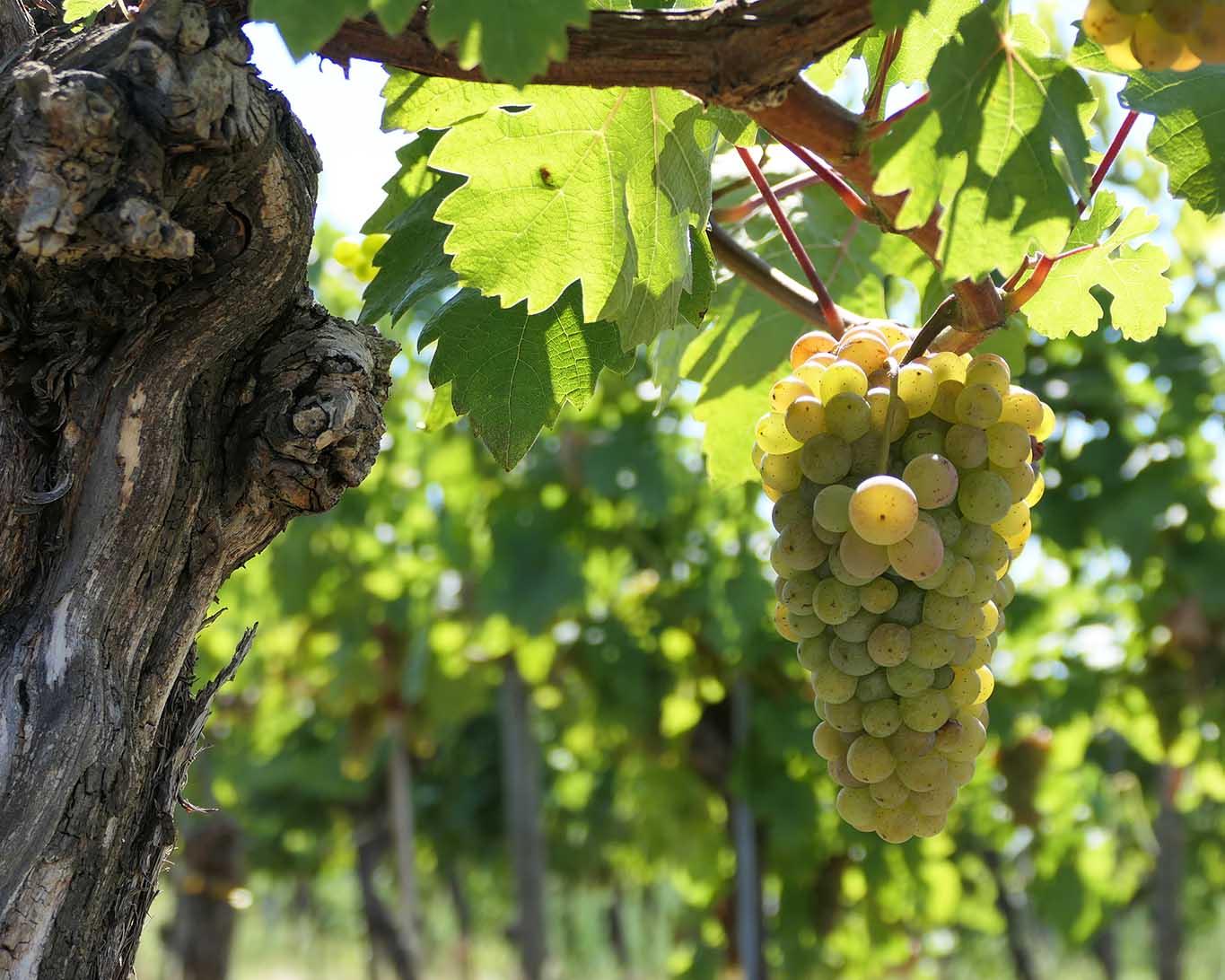 Schnapsidee oder Resultat eines weinseligen Abends: die Wahl des Weinstocks als Heilpflanze des Jahres durch den NHV?