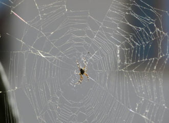 Alls Altweibersommer bezeichnet man Spinnweben, die durch den Wind fortgetrieben werden.