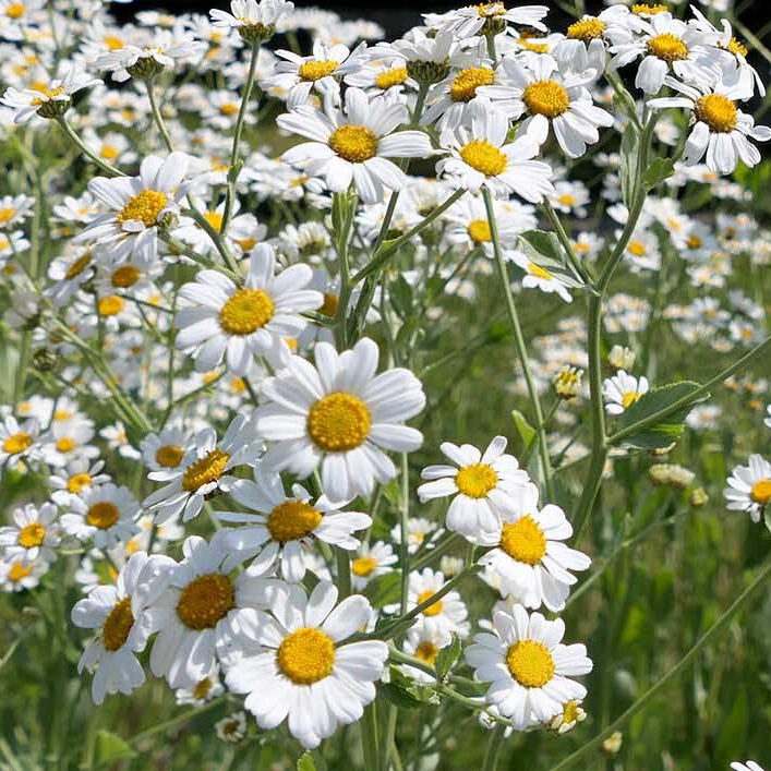 Frauenminze (Chrisanthemum balsamita) in Strabos Garten auf Reichenau.