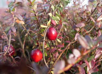 Im niedersächsischen Gilten versucht ein Beerengärtner sich im professionellen Anbau von Cranberries.