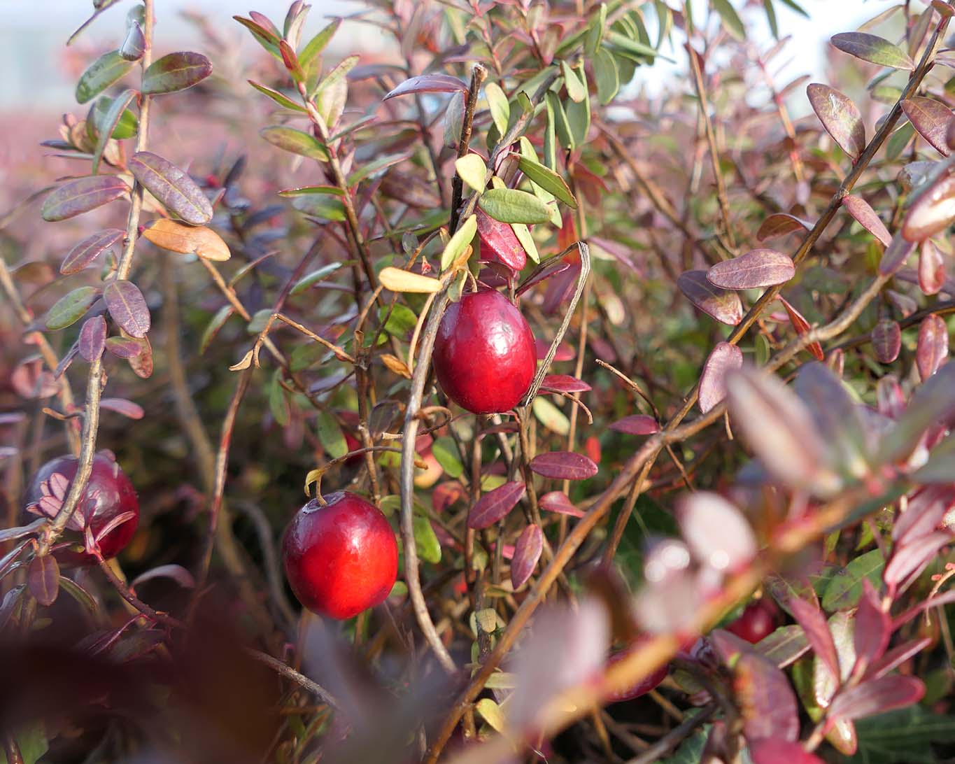 Im niedersächsischen Gilten versucht ein Beerengärtner sich im professionellen Anbau von Cranberries.