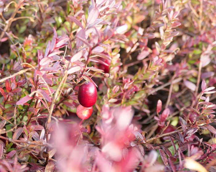 Rötlich färbt isch im Herbst das Laub der Cranberry, wenn die Früchte bereits reif sind.